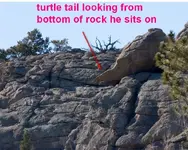 turtle-from-below.webp