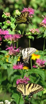 Yellow Swallowtail2.webp