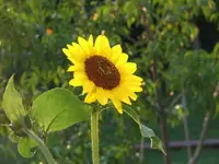 sun flower 001.webp