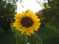 sun flower 002.webp