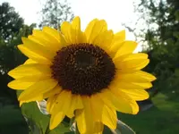 sun flower 004.webp