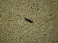 Lovebug.webp