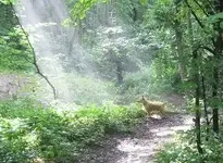 dog heaven.webp