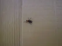 Lovebug2.webp