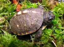 BabyBoxTurtle.webp