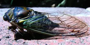 Cicada2.webp