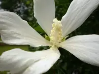 Althea White2.webp