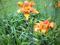 Day Lilly.webp