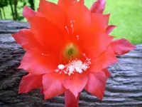 Orchid Cactus.webp