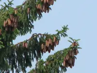 pine cones.webp