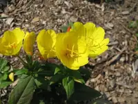 flower1.webp