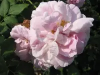 wild rose.webp