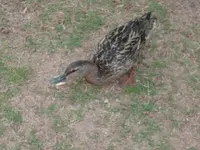 duck.webp