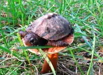 Mushroom Surfin2.webp