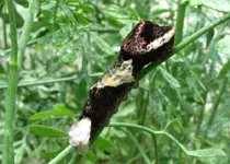 GiantSwallowtail1red.webp