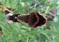 GiantSwallowtail2red.webp