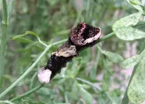 GiantSwallowtail3red.webp