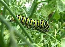 BlackSwallowtail1red.webp
