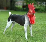 pup.webp