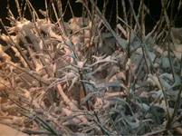 image-3200062880.webp