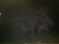 image-3405838568.webp