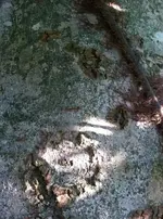 IMG_0179.webp