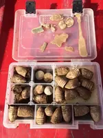 2nd Day Finds.webp 2nd Day Finds.webp