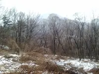 snow korea.webp snow korea.webp