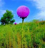 cellphone 4.webp