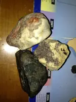 image-2619521610.webp