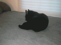 sneakoponm.gif
