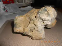 fossils 004.webp