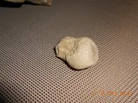 fossils 005.webp