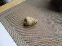 fossils 008.webp