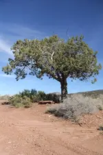 OLD CEDAR TREE.webp
