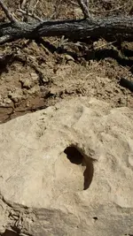 bigrock.webp