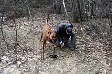 dogs2.webp