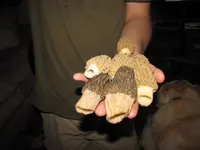 Morels1.webp