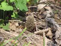 Morel2.webp