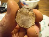 CIMG3316.webp