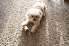 feb15 bella 1st.webp