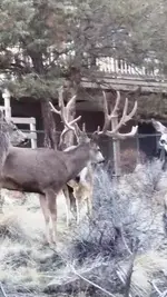 buck 2.webp