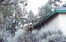 buck 3.webp
