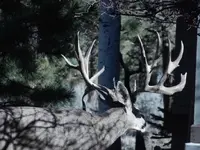 buck 4.webp