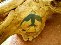 DSCN6527.webp