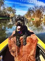 Z poodle 1.webp