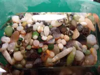 SAM_0610.webp