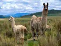 Llama-wallpapers-alpacas-and-llamas-28337713-1600-1200.webp