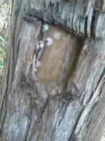 OwlTreeCloseUp.webp