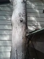 H-Tree(small).webp